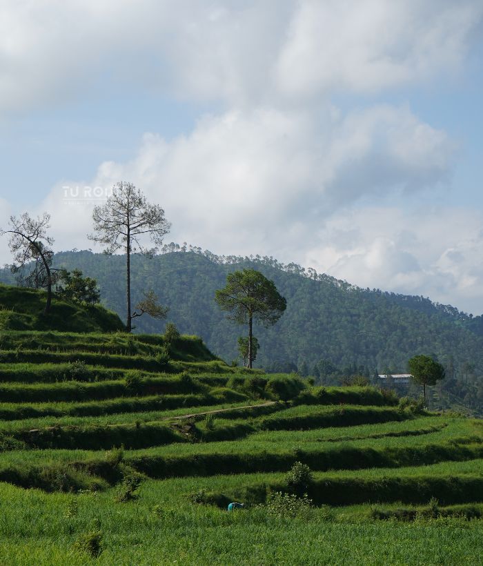 Nainital Corbett and Maussari