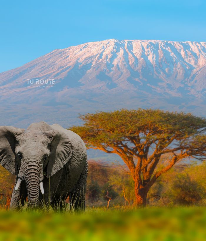 Untamed Tanzania